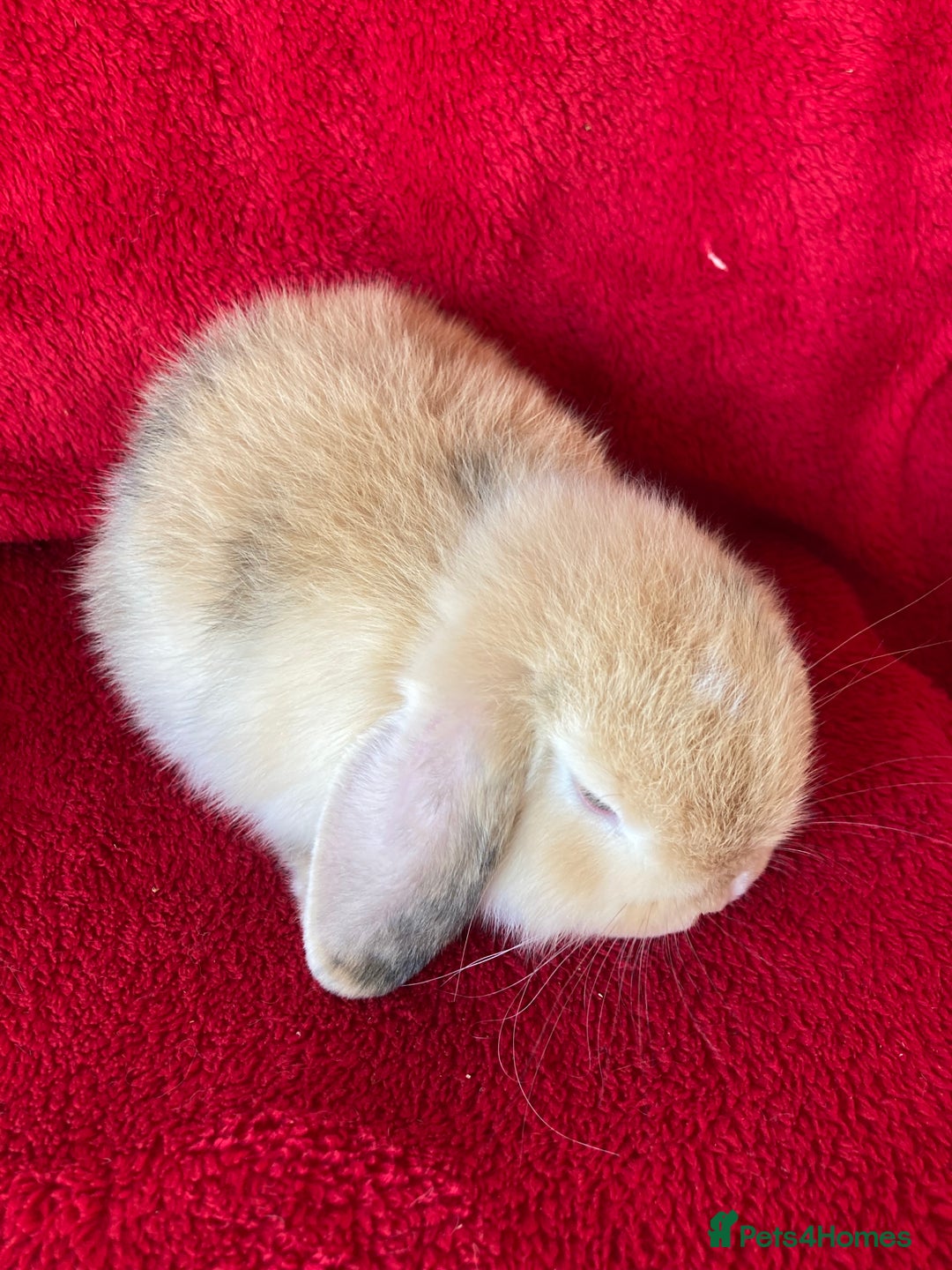 Mini Lop rabbits for sale: Adorable Pure Mini Lop Rabbits  - Image 7