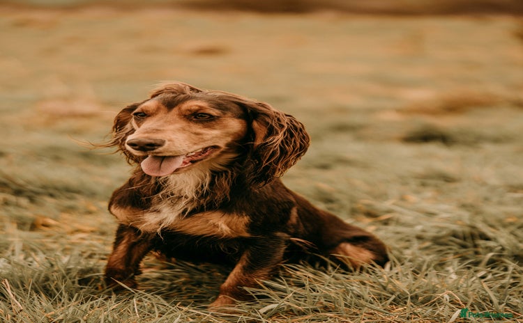 Cocker Spaniel dogs - Advert 5