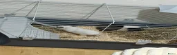Guinea Pig rodents for sale: Two female guinea pigs  in Barnet - Advert 8