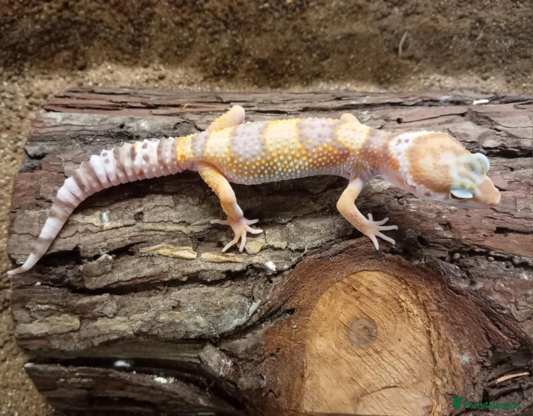Leopard Gecko reptiles for sale: Leopard Gecko Juveniles Available CBUK - Advert 11