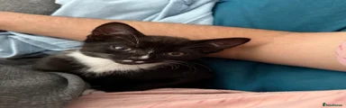 Pele