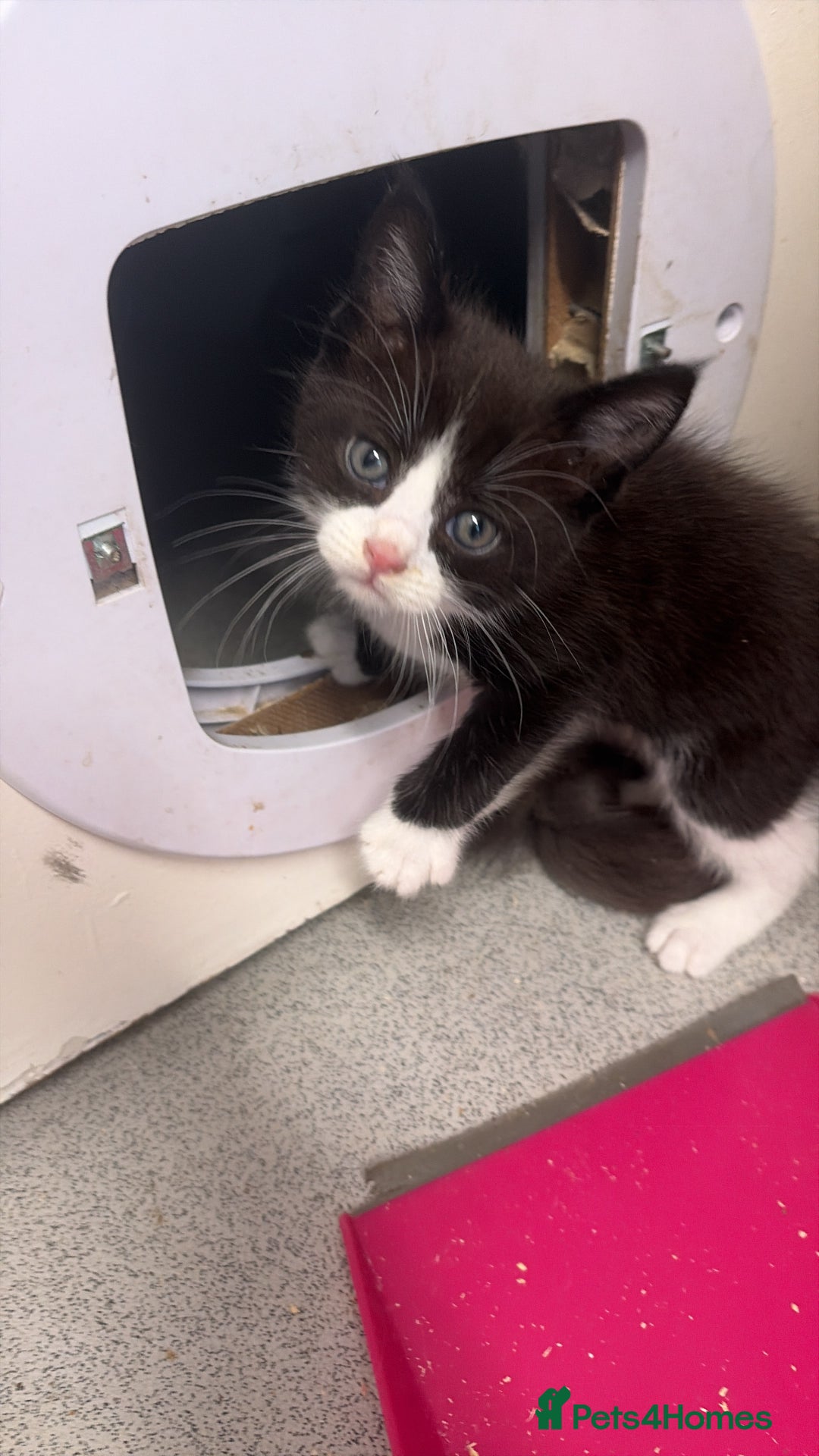 Mixed Breed cats for sale: Maine coon/moggy - Image 2