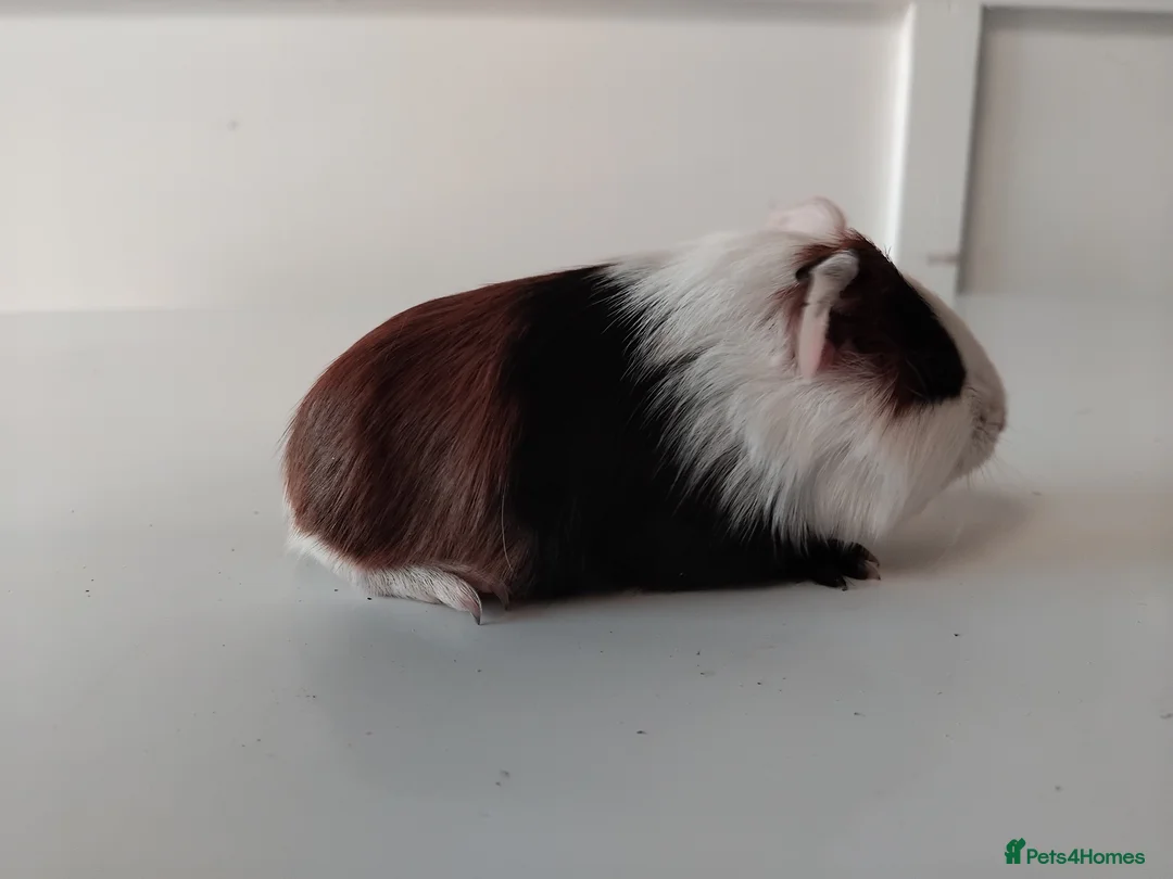Guinea Pig rodents for sale: Tort and Whites, Self Chocolate Boar and Sow  - Advert 9
