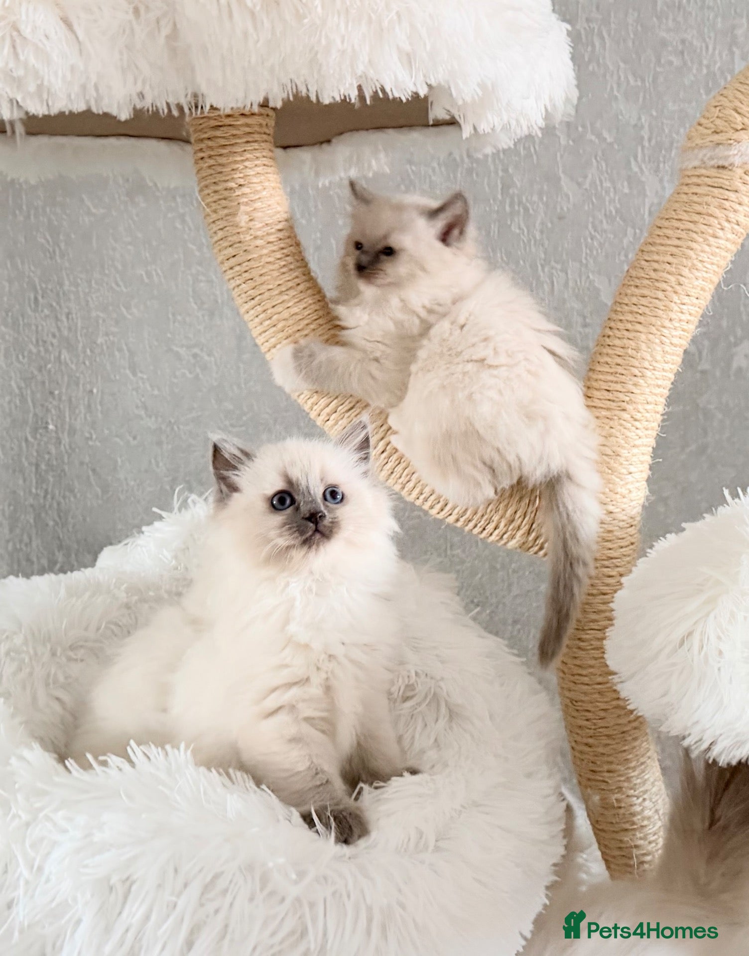 Ragdoll cats for sale: Beautiful kittens from Champion lines TICA  - Advert 1