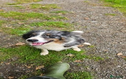 Border Collie dogs for sale: Border collies - Image 5