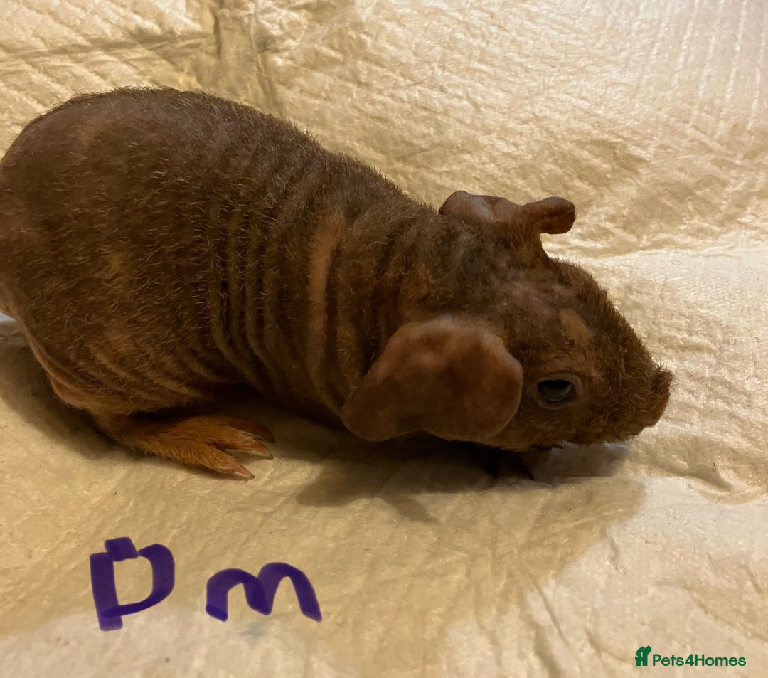 Guinea Pig rodents for sale: Well handled skinny pigs.  - Advert 22