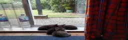 Mixed Breed cats for sale: kittens - Advert 3