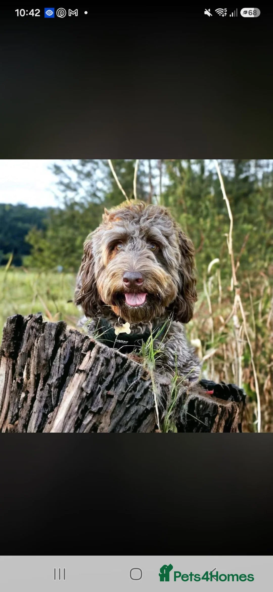 Cockapoo dogs for sale: STUNNING LITTER OF COOKERPOOS - Advert 2
