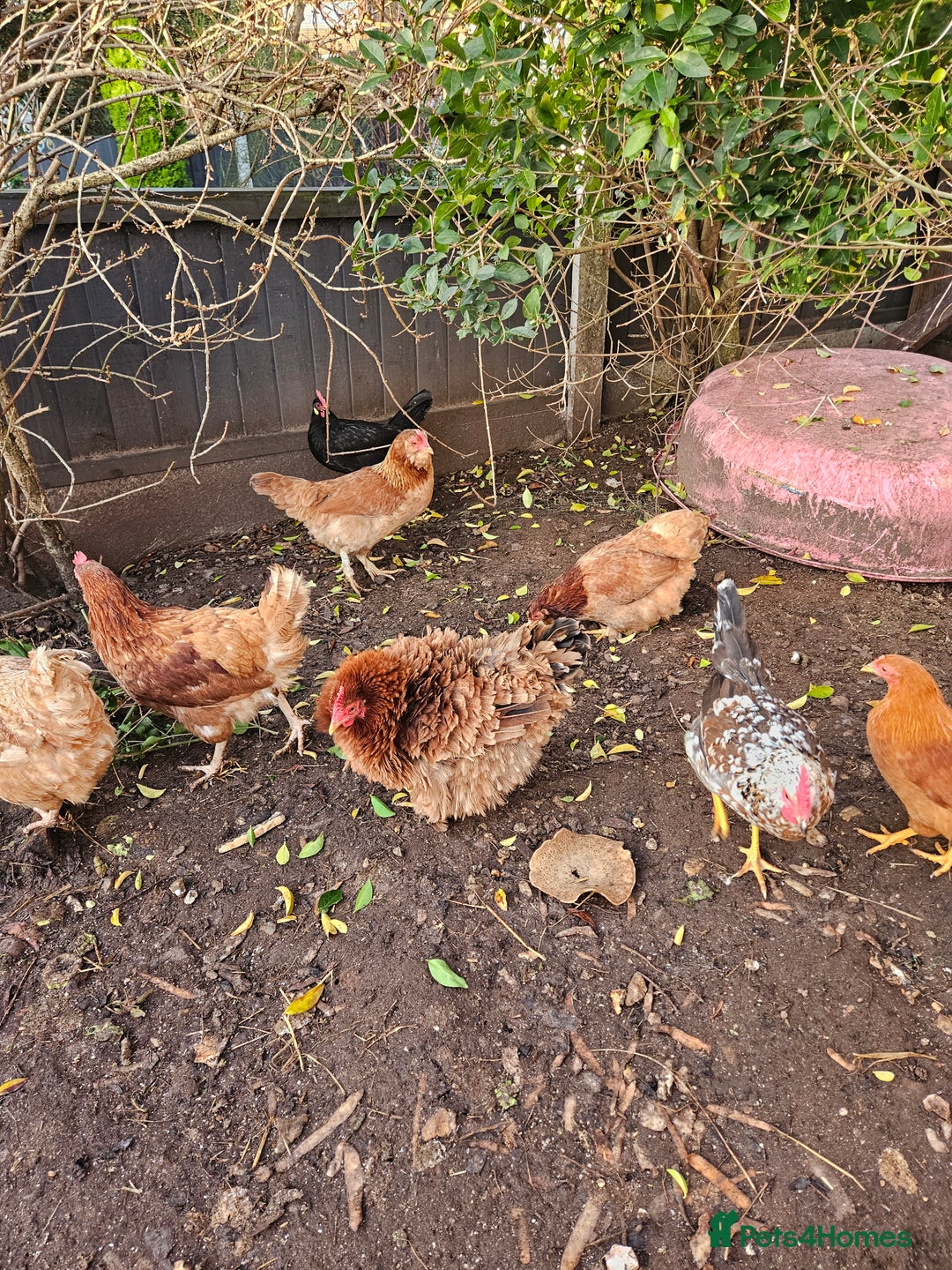 Chickens poultry for sale: 11 hens 1 cockrel  - Advert 14