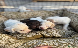 Cocker Spaniel dogs for sale: One male, four girl cocker spaniels - Image 3