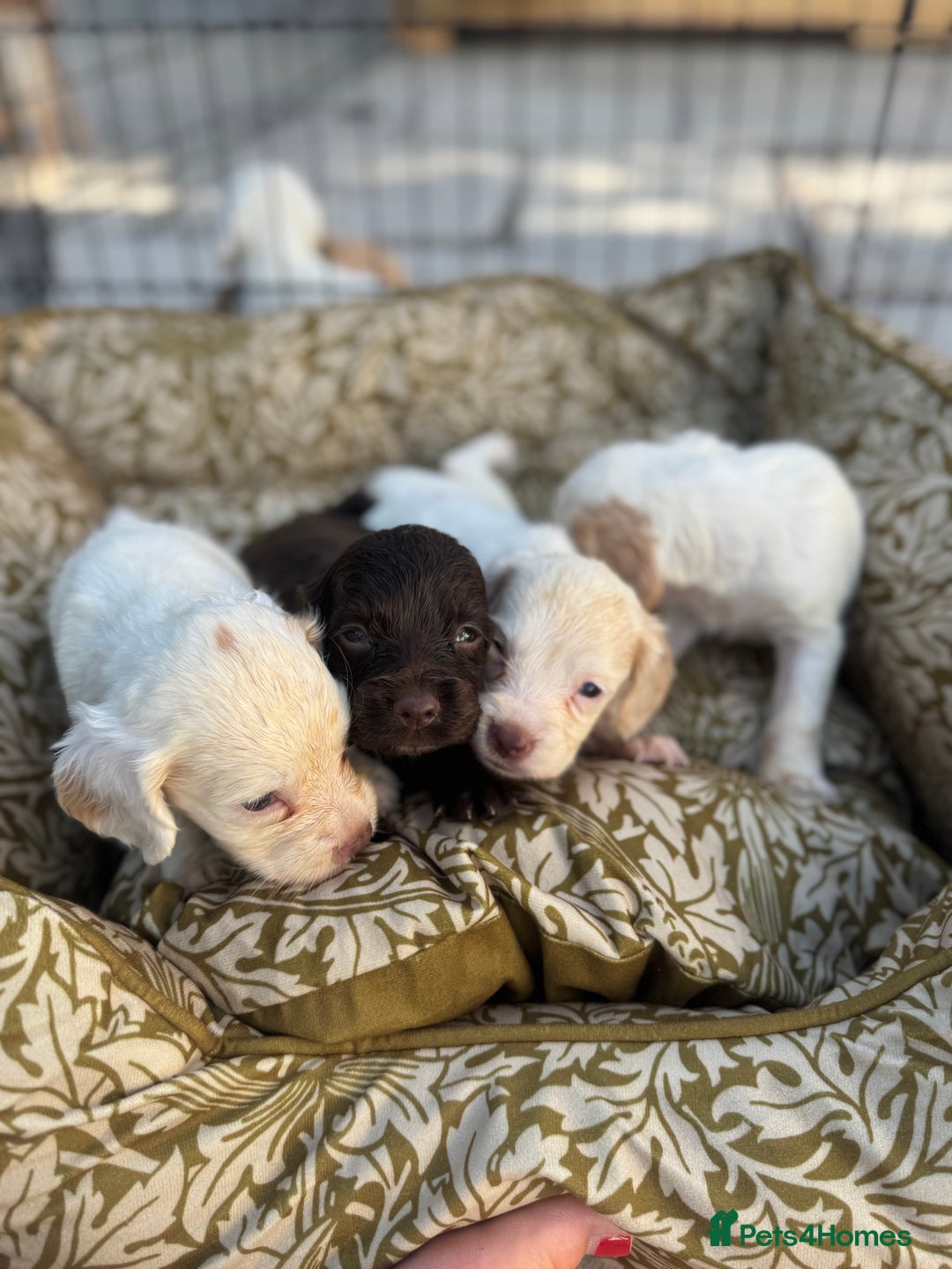 Cocker Spaniel dogs for sale: One male, four girl cocker spaniels - Image 3