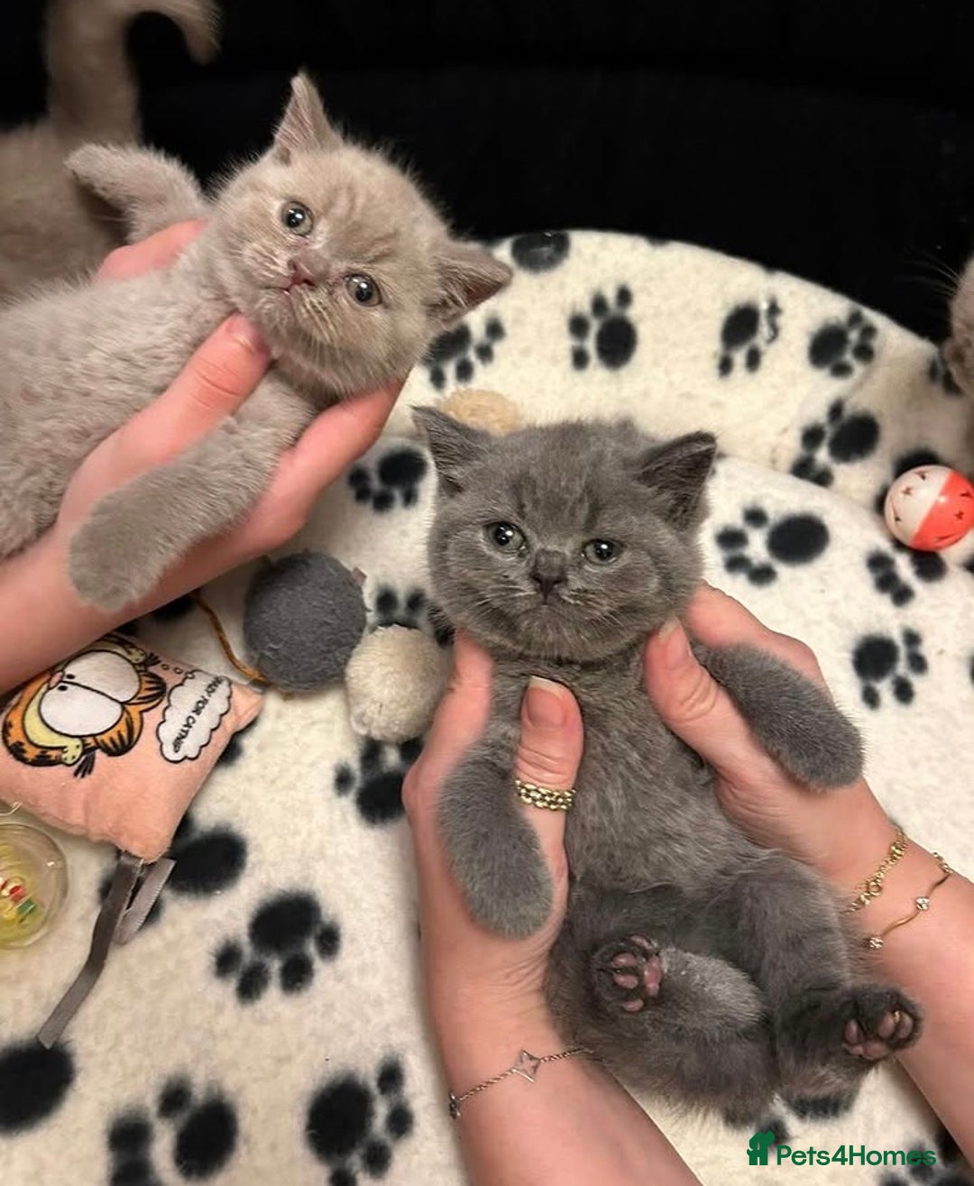 British Shorthair cats for sale: Stunning British Shorthair ready to reserve  - Image 24