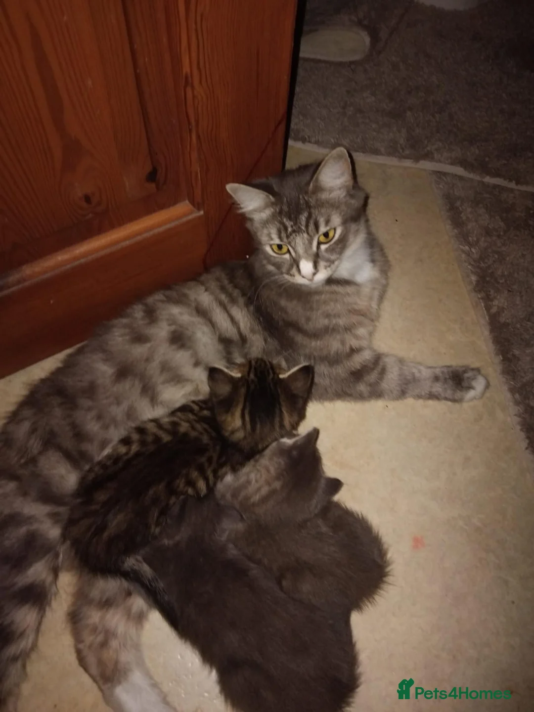 Siberian cats for sale: Siberian grey kittens  - Advert 2