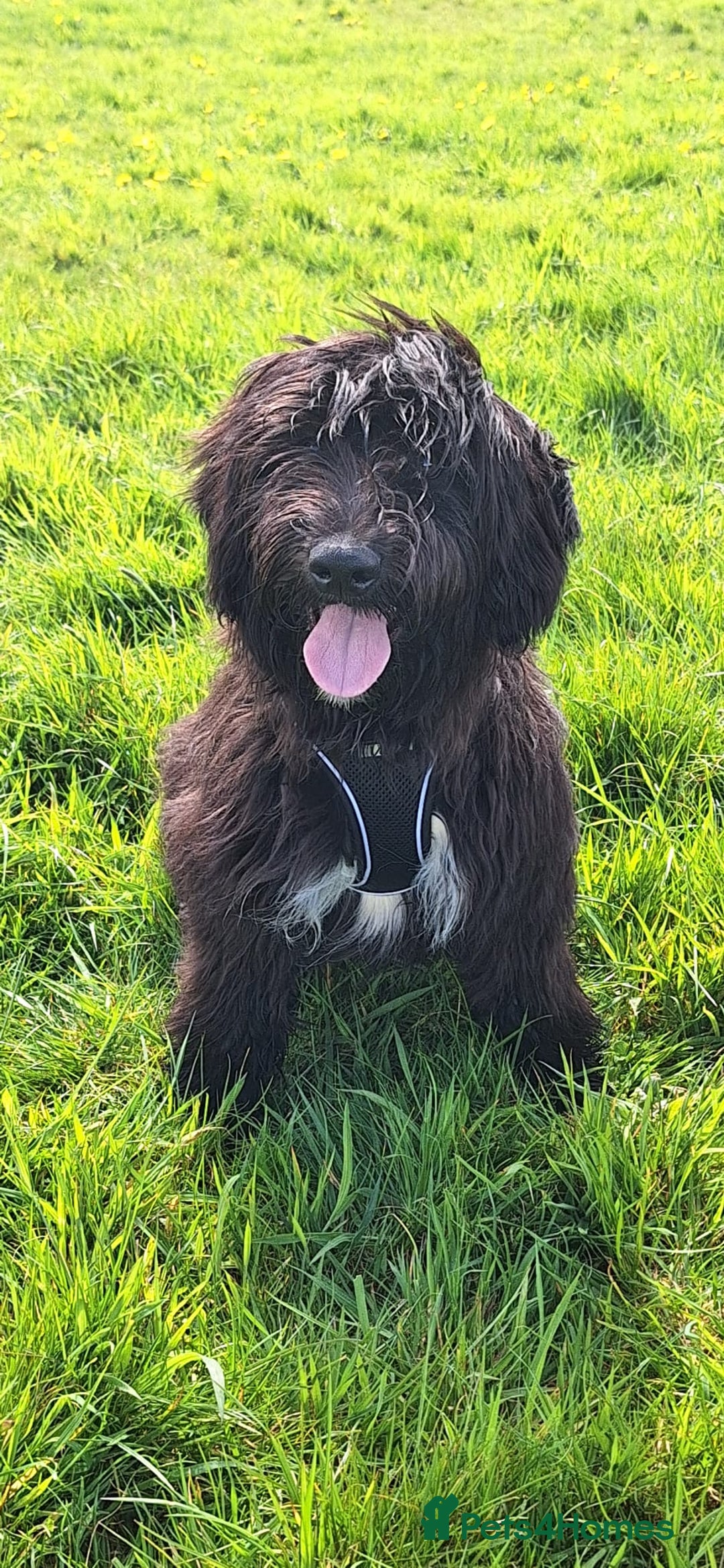 Australian Labradoodle dogs for sale: Miniture labradoodle puppies available  - Image 22