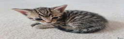 Mixed Breed cats for sale: 5 Heart-Melting Baby Kittens Ready for Love! - Advert 13
