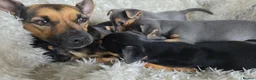Jack Russell dogs for sale: Lilac and tan/black and tan Jack Russel puppies  in Eastbourne - Advert 6