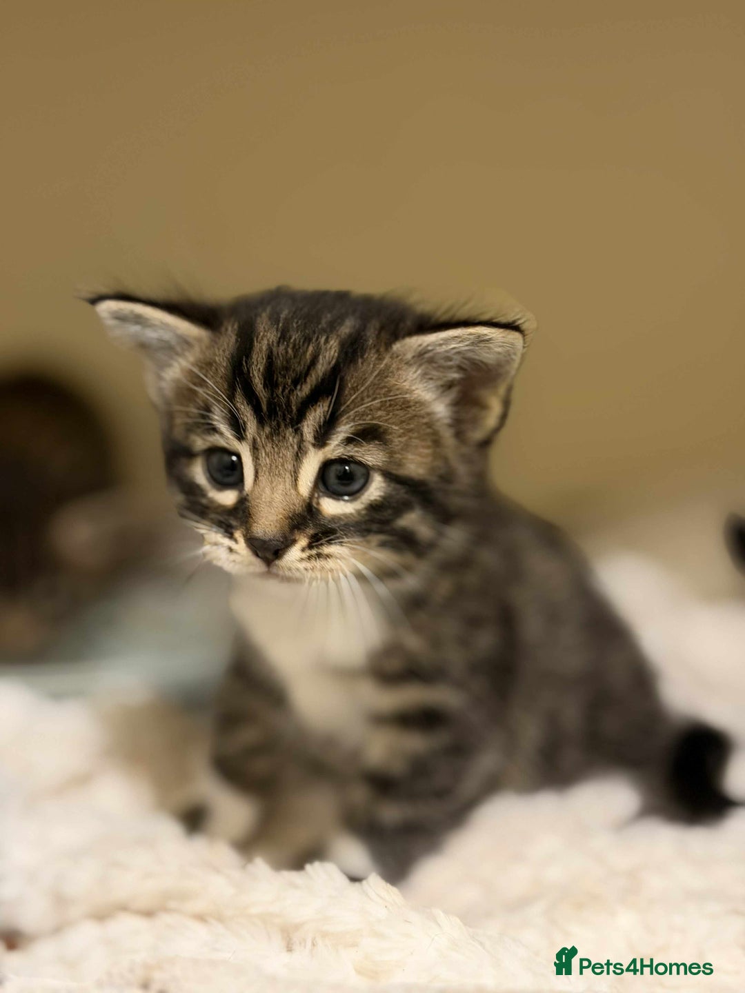 Mixed Breed cats for sale: Beautiful Half Bengal kittens - Advert 13