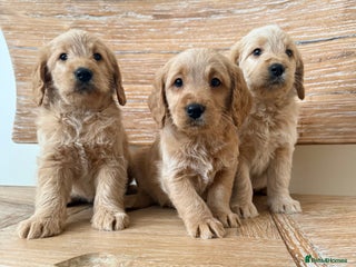Labradoodle dogs Beautiful F1 miniature labradoodles - Advert 1