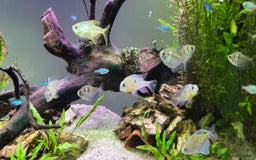 Tetras fish for sale: Fish Tank (200L) - Image 3