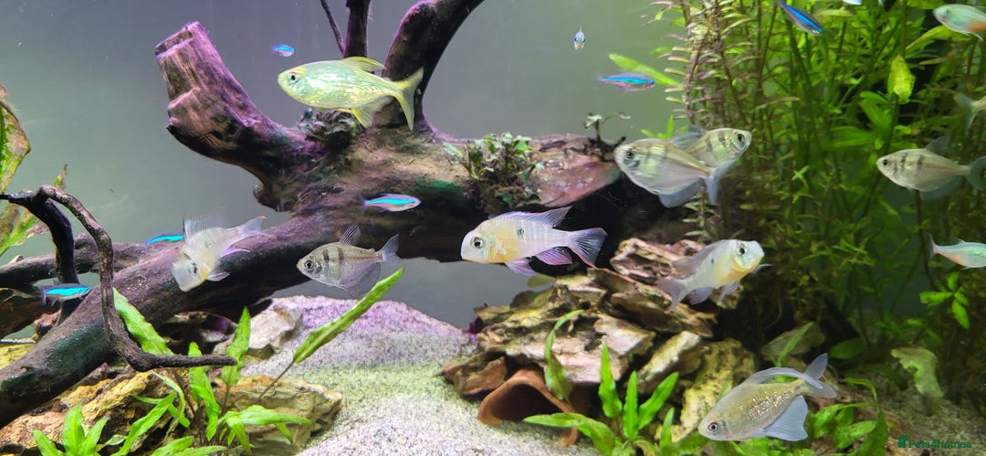 Tetras fish for sale: Fish Tank (200L) - Image 3