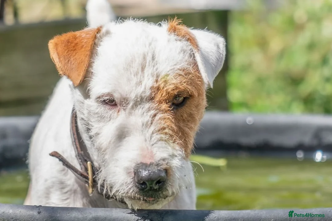 Jack Russell dogs for stud: Working Russell stud dog in Newark - Advert 1