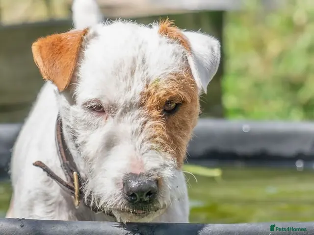 Jack Russell dogs for stud: Working Russell stud dog - Advert 1