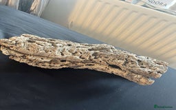 Bearded Dragon reptiles for sale: Bearded dragon  - Image 8