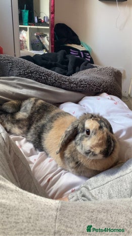 English Lop rabbits - Advert 12