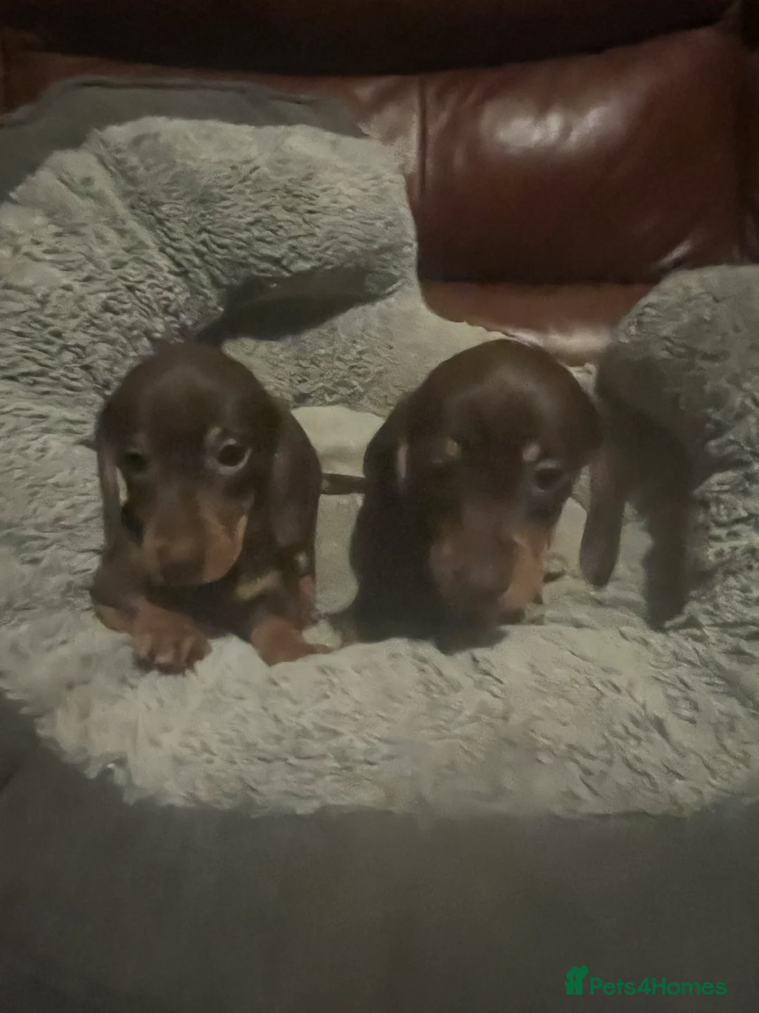 Miniature Dachshund dogs for sale: miniature dachshunds - Advert 5