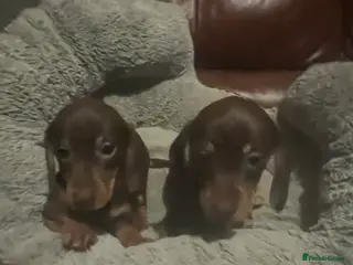 Miniature Dachshund dogs miniature dachshunds in Bishop Auckland - Advert 1