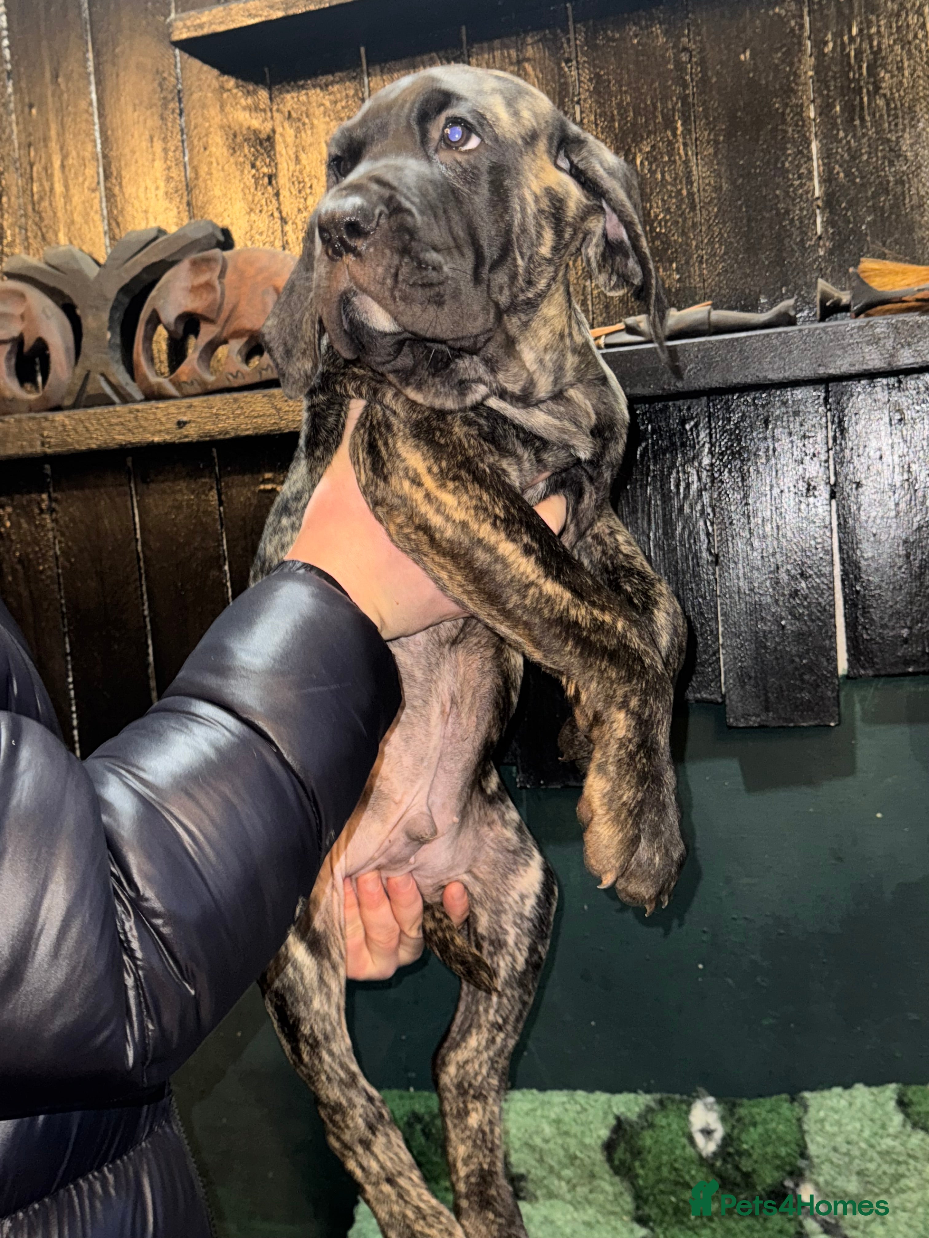 Presa Canario dogs Presa Canario pups  - Advert 2