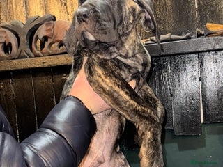 Presa Canario dogs Presa Canario pups - Advert 4