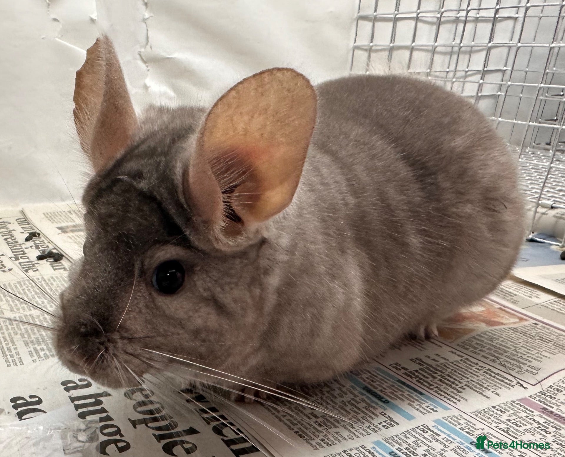 Chinchilla rodents Toby, fabulously tame Beige boy - Advert 4