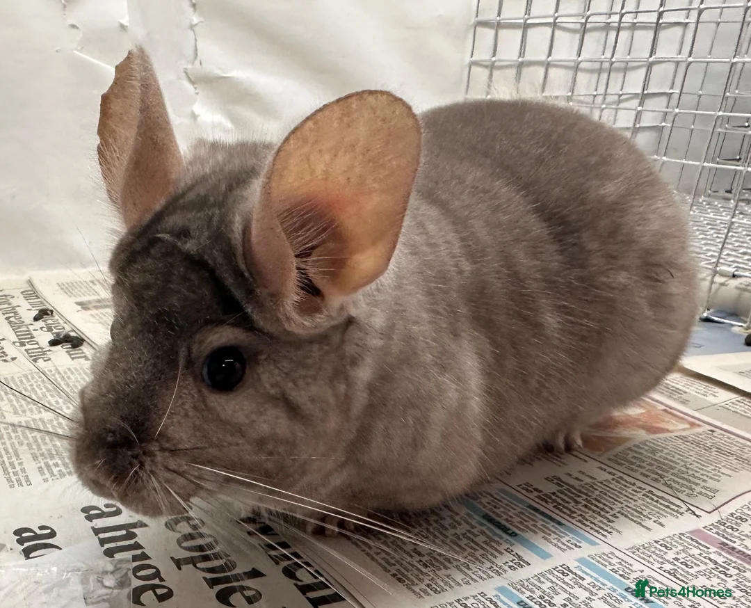 Chinchilla rodents for sale: Toby, fabulously tame Beige boy - Advert 1