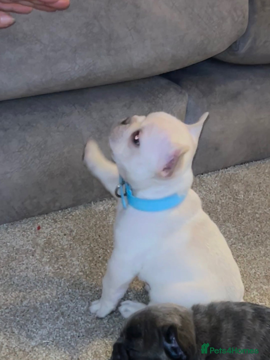 French Bulldog dogs for sale: French fries due to leave 3rd January  - Advert 12