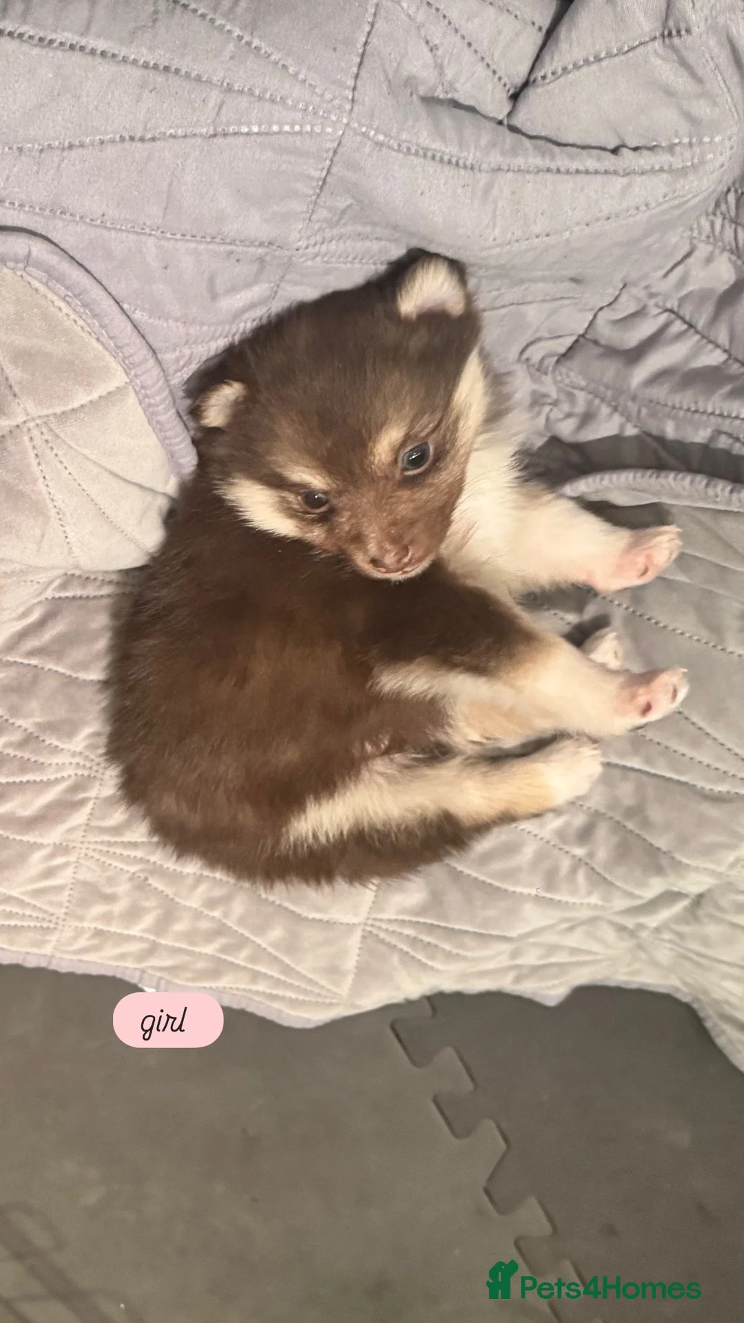Pomsky dogs for sale: Pomeranian Pups  - Advert 3