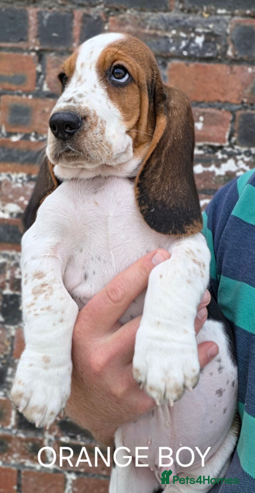 Basset Hound dogs KC BASSET HOUND PUPPIES FROM HEALTH TESTED PARENTS - Advert 2