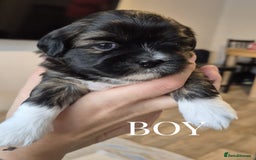 Lhasa Apso dogs for sale: Adorable Lhasa Apso Puppies  - Image 12