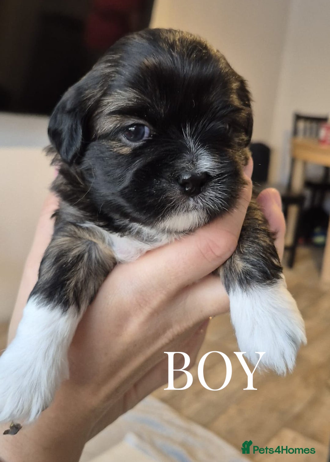 Lhasa Apso dogs for sale: Adorable Lhasa Apso Puppies  - Image 12