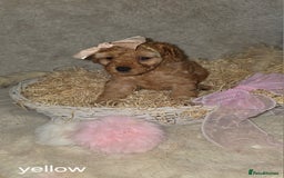 Cavapoo dogs for sale: Cavapoo f1b - Image 2