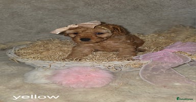 Cavapoo dogs - Advert 15