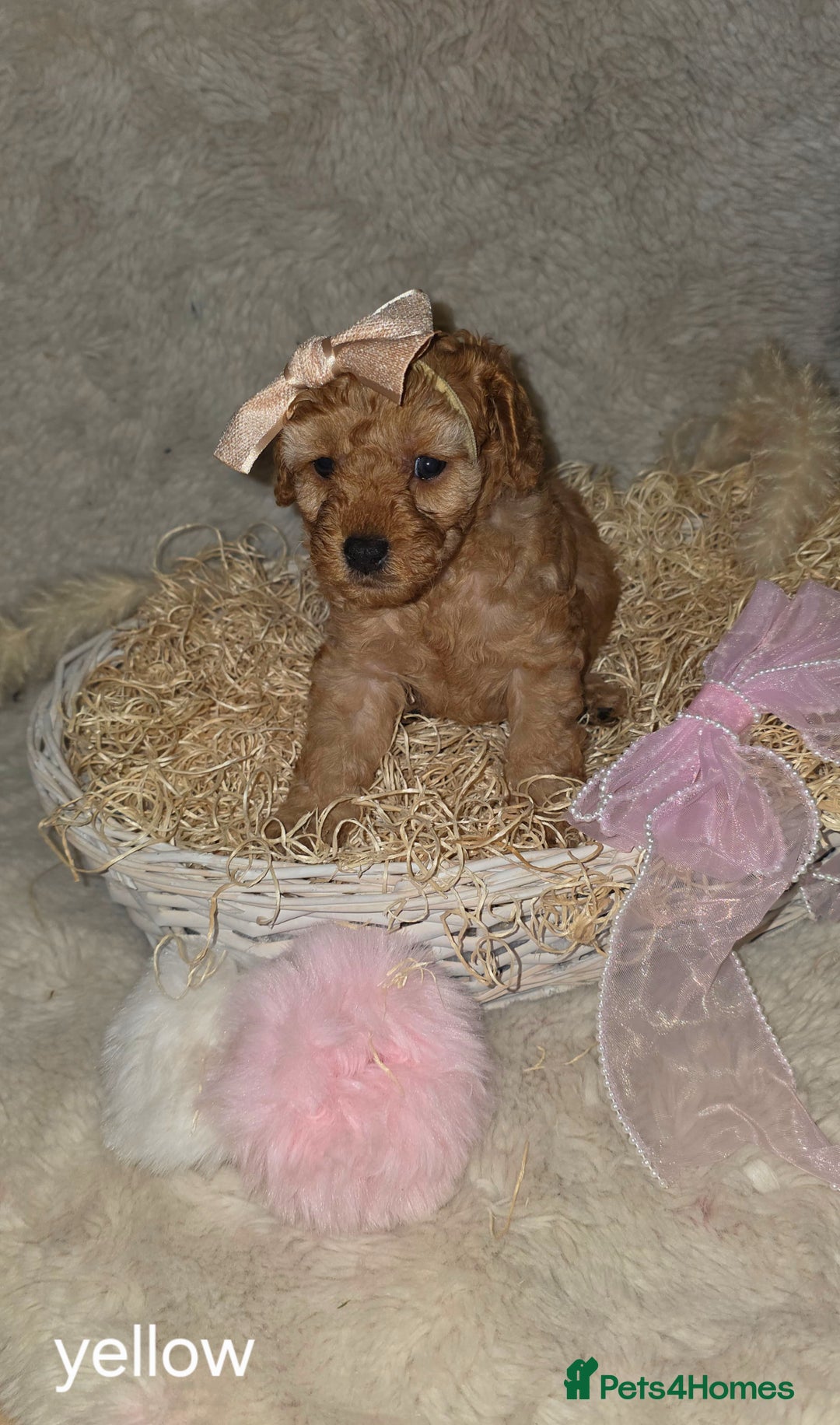 Cavapoo dogs for sale: Cavapoo f1b - Image 2