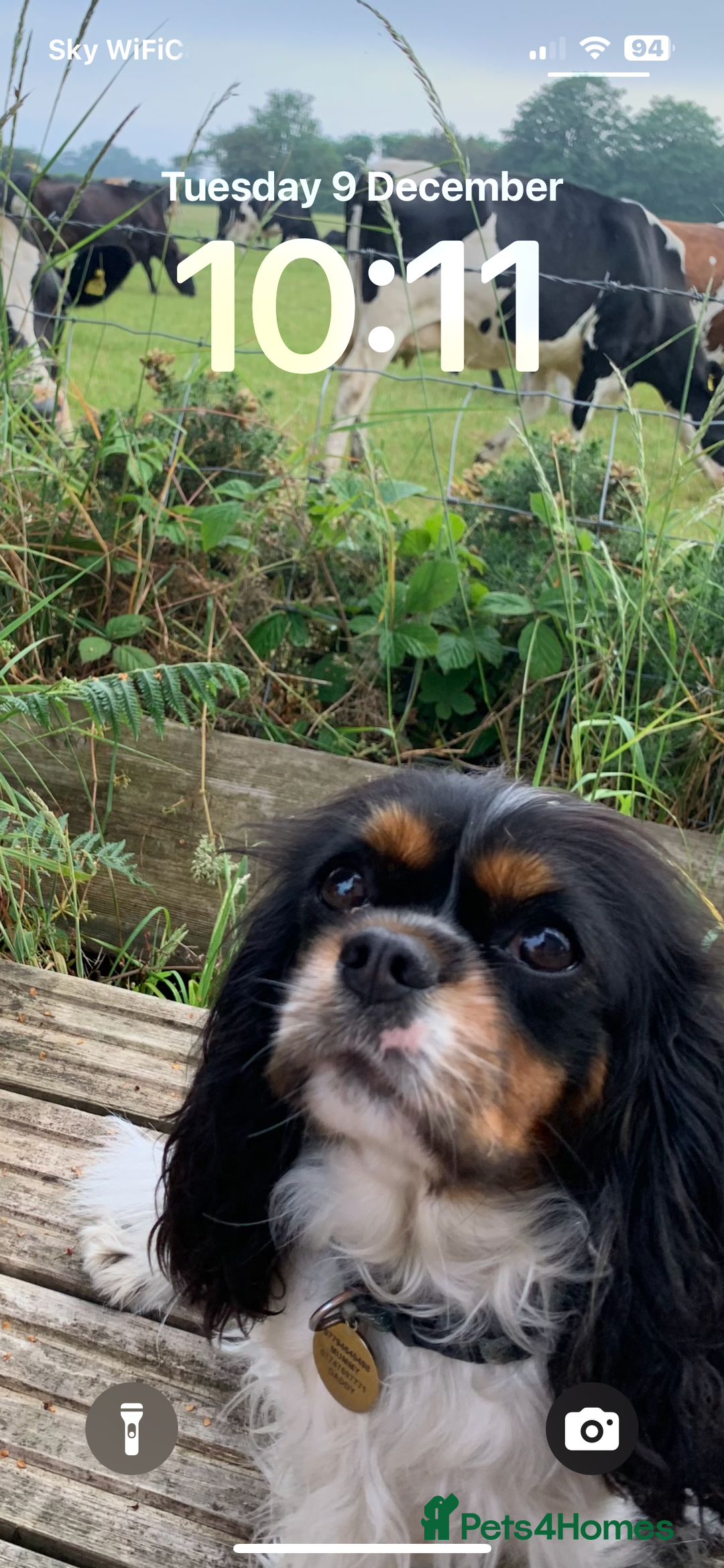 Cavalier King Charles Spaniel dogs for sale: Bundle of joy black n tan cavaliers - Advert 1