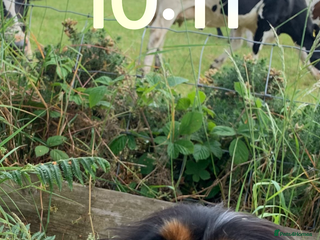 Cavalier King Charles Spaniel dogs Bundle of joy black n tan cavaliers - Advert 1