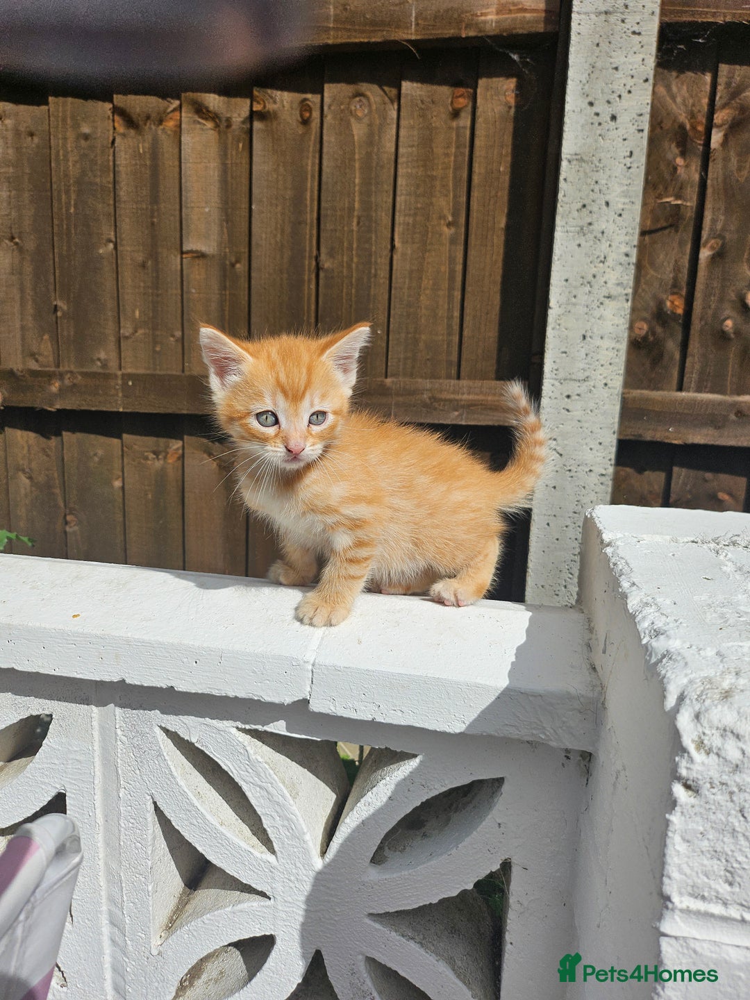 Maine Coon cats for sale: Beautiful kittens 😸  - Image 13