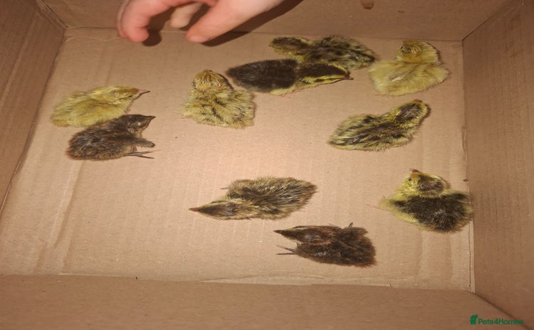 Quail poultry - Advert 8