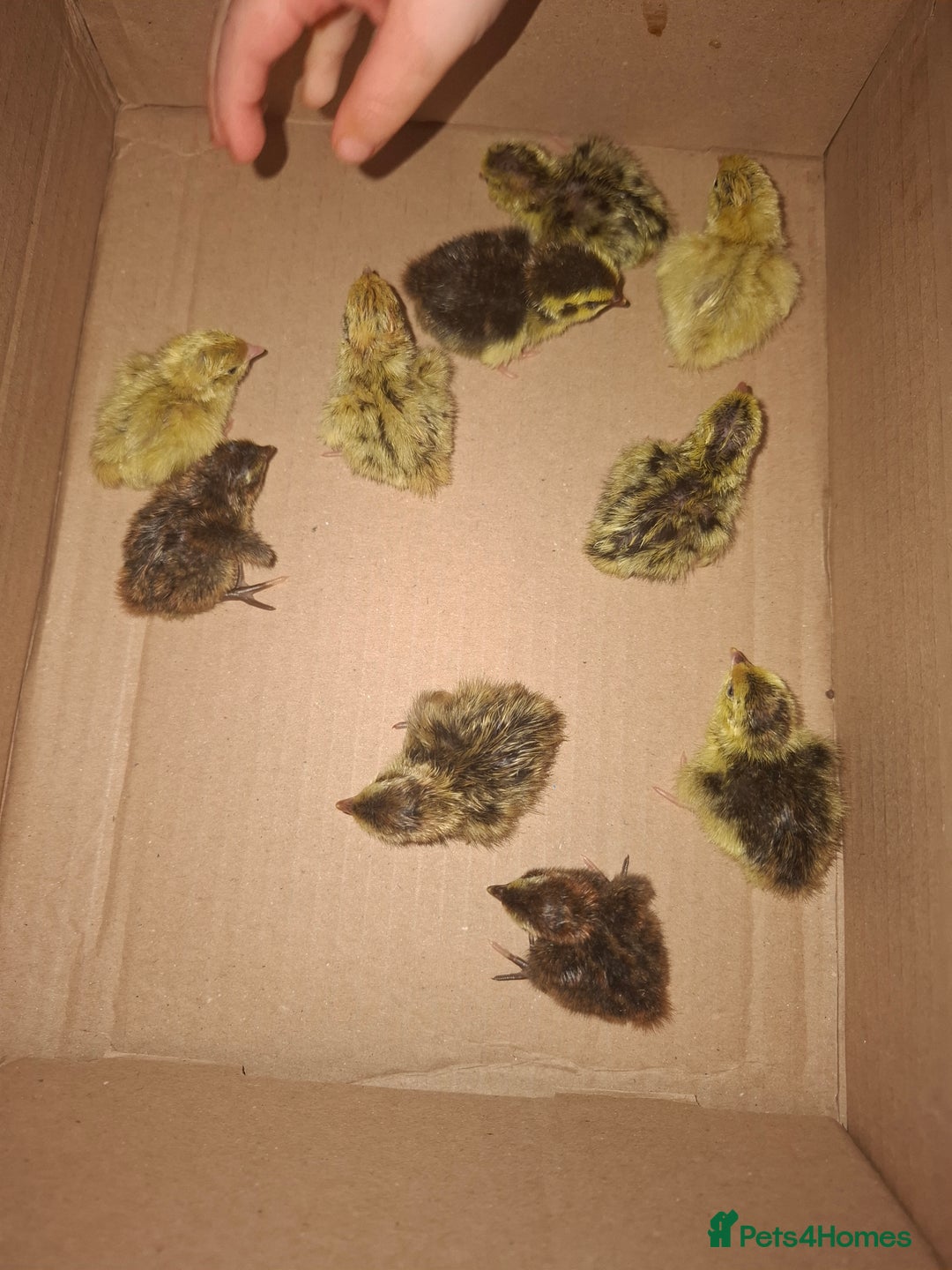 Quail poultry for sale: 🐣 Day-Old Celadon Coturnix Quail  - Image 1