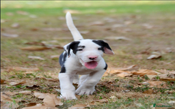 Great Dane dogs for sale:  Beautiful Great Dane Pups-Ready for Forever Homes - Image 7