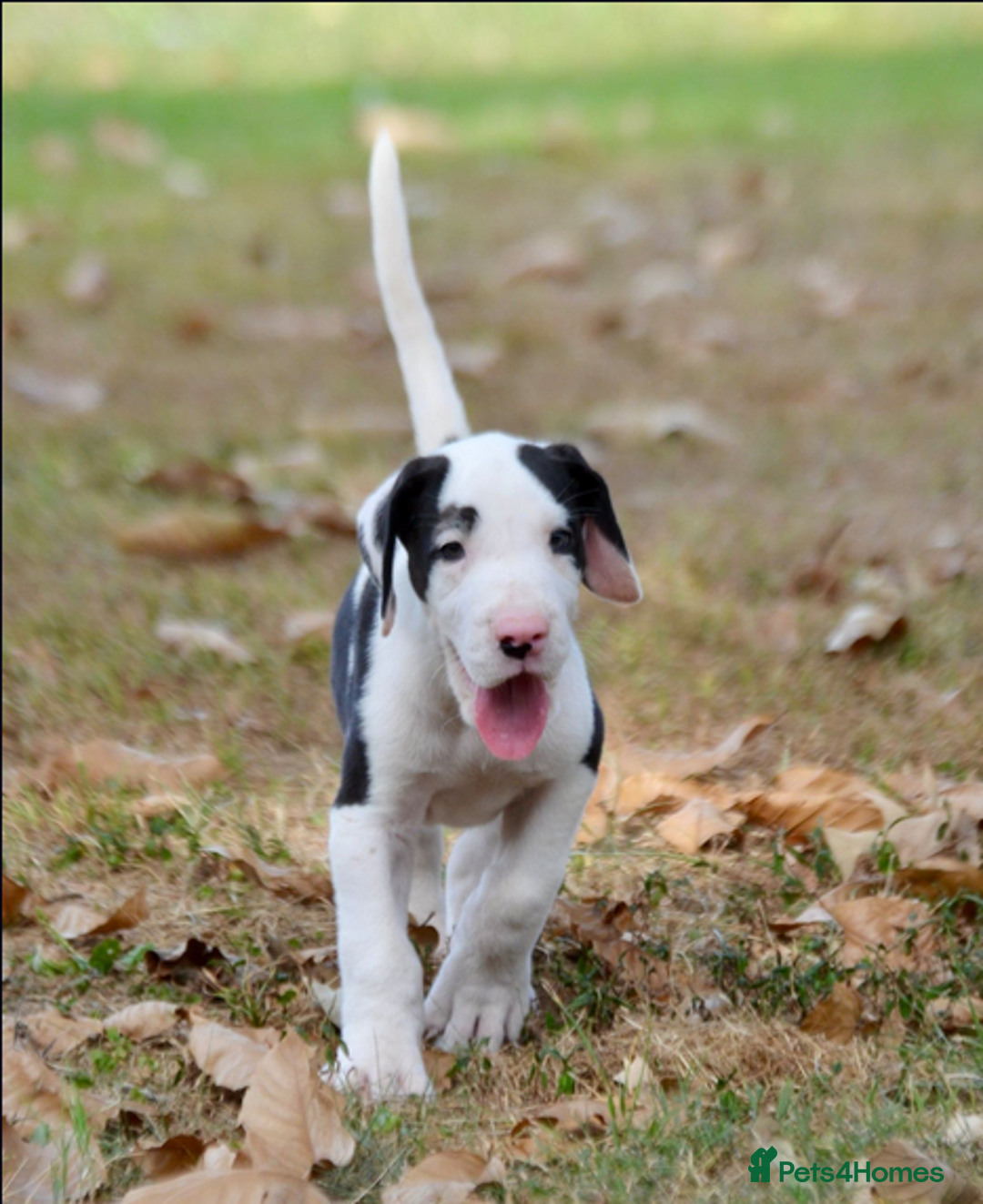 Great Dane dogs for sale:  Beautiful Great Dane Pups-Ready for Forever Homes - Image 7