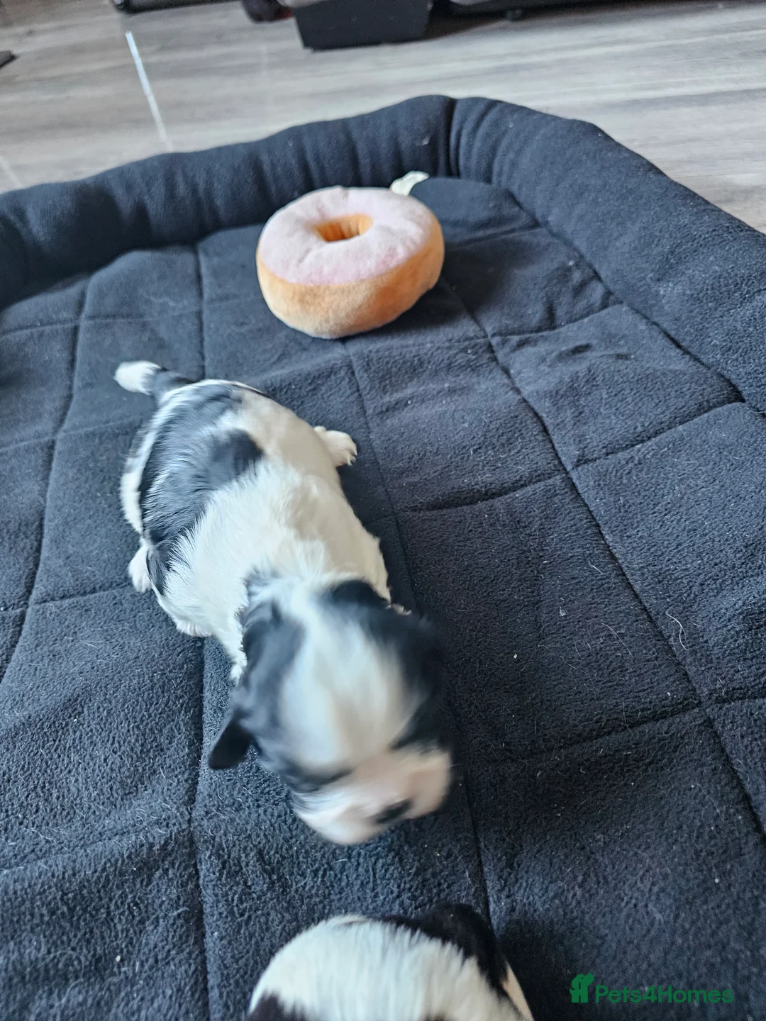 Lhasa Apso dogs for sale: Lhasa apso puppies fully KC REGISTERED  - Advert 11